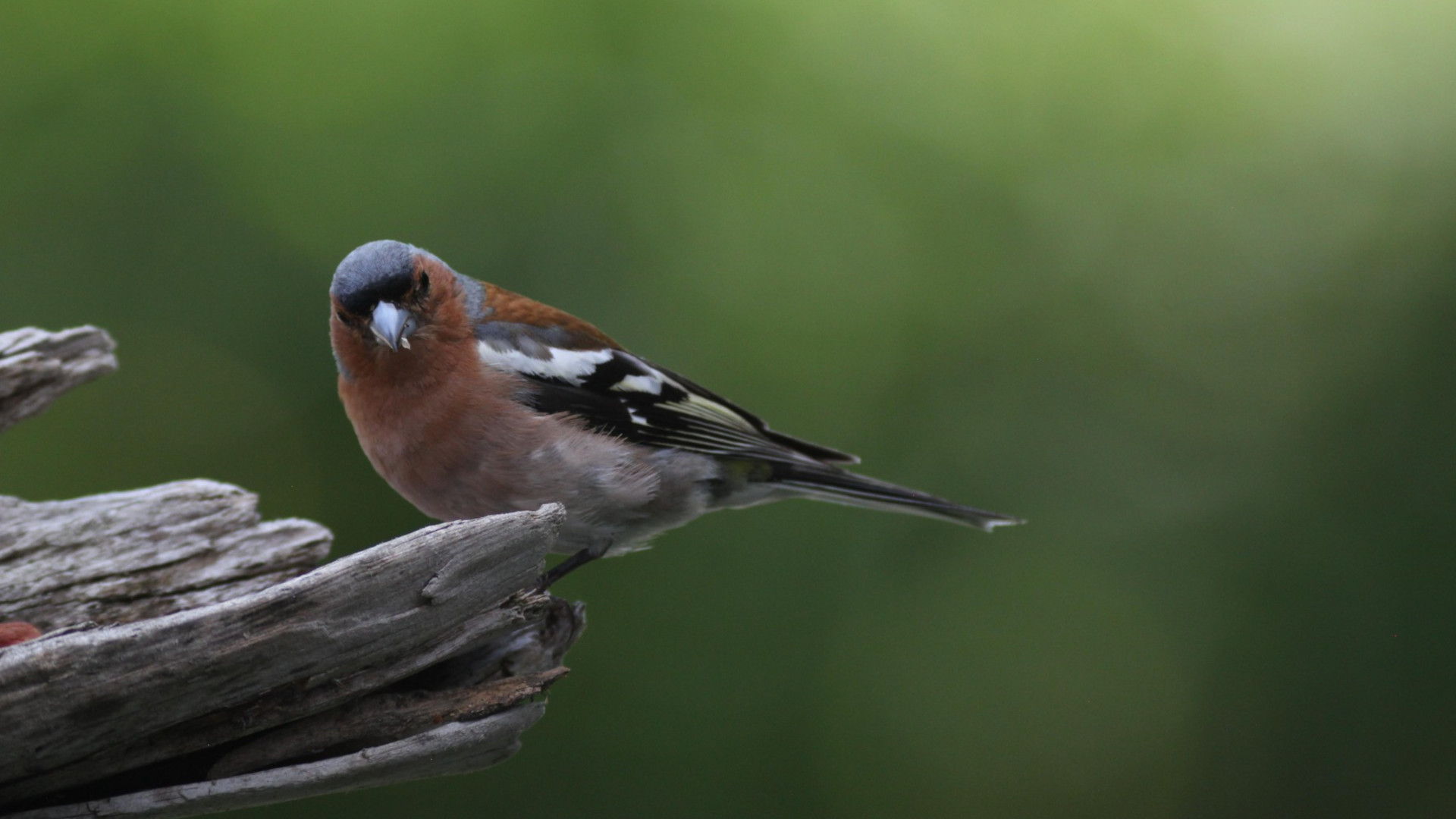 Fringuello, ripreso con il Photography Scope, immagine: Marcus Schenk