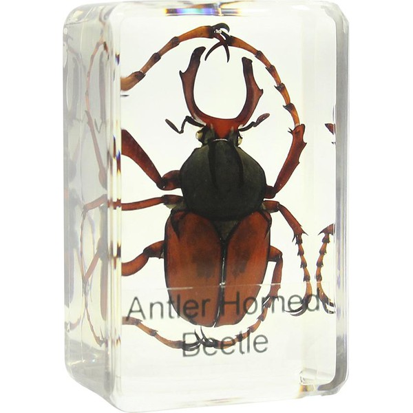 Omegon Preparado para microscopio: Lucanus cervus