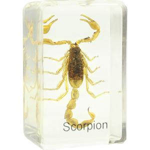 Omegon Préparation permanante  scorpion