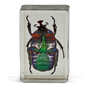 Omegon Preparado permanente Escarabajo verde