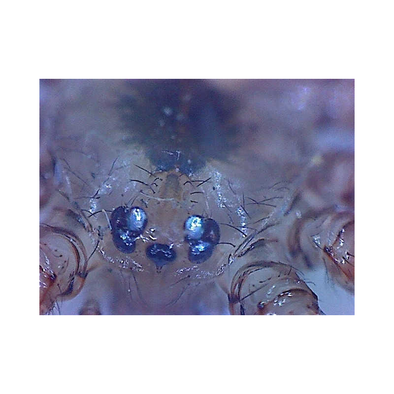Omegon DigitalView Microscop de mână USB