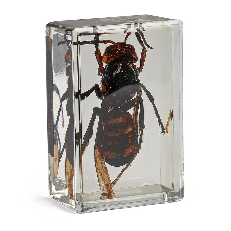 Omegon preparat permanent viespe gigant asiatic