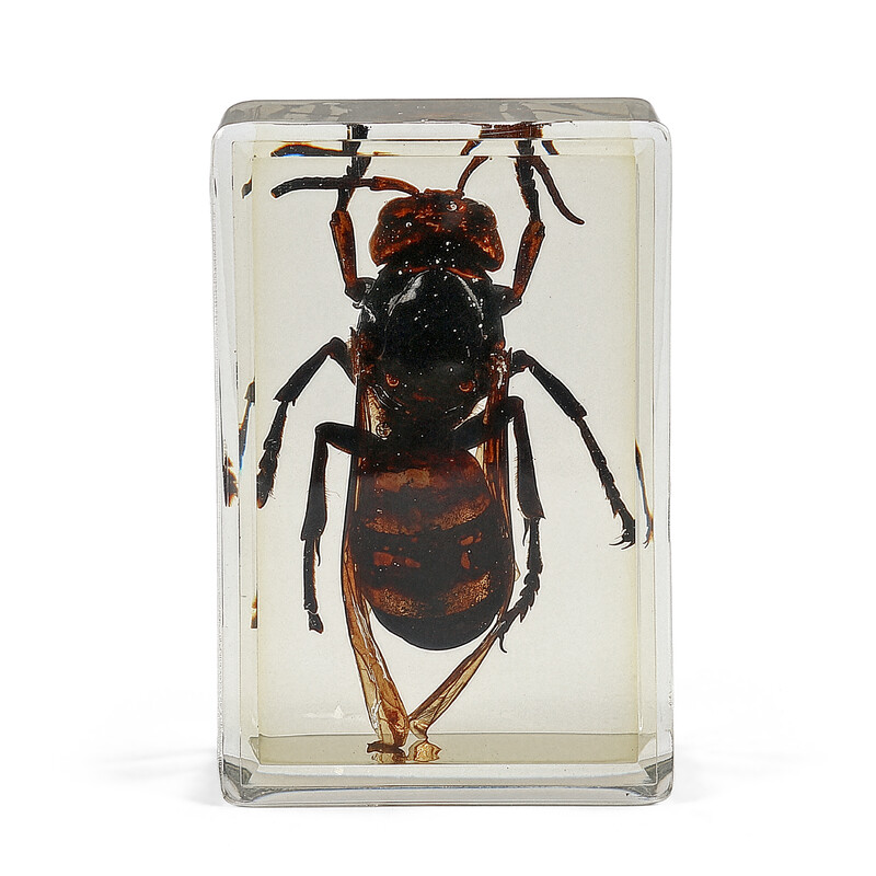 Omegon lâmina preparada Vespa gigante asiática