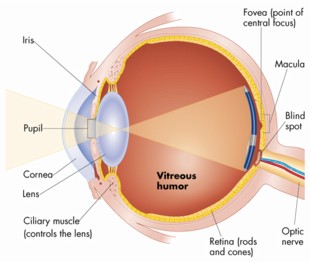 Auge